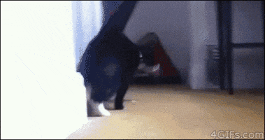 cats dogs GIF