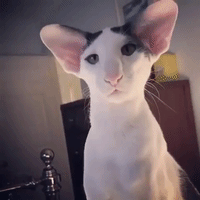 adam driver cat GIF