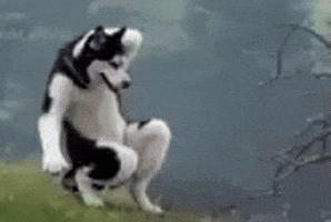 Husky Dancing GIF