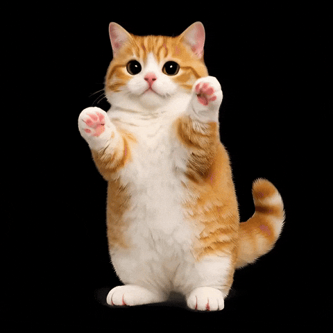 Cute Orange GIF