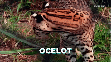 Big Cat GIF by MOST EXPENSIVEST