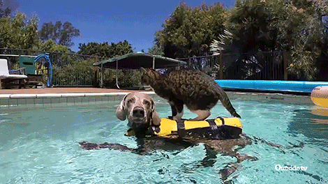 Cat Swimming GIF by Outside TV - Find & Share on GIPHY