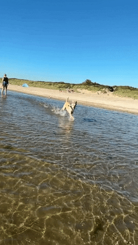 GIF by TSV 09 Gras-Ellenbach