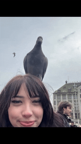 Animated GIF