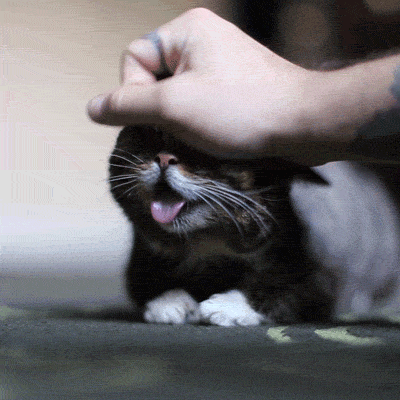 Petting Cat GIFs - Get the best GIF on GIPHY