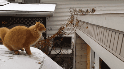 Cat Fail GIF - Find & Share on GIPHY