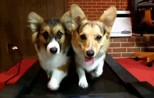 Cheezburger dogs corgi treadmill squee GIF