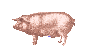 Pig Sound Sticker