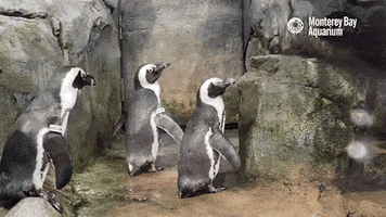 African Penguin Hello GIF by Monterey Bay Aquarium