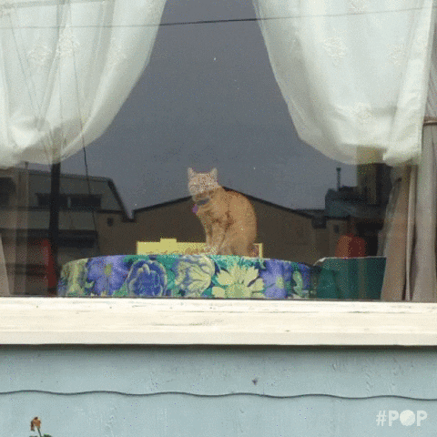 cat stereoscope GIF by GoPop
