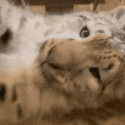 Snow Leopard GIF by John Ball Zoo