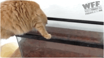cat fails GIF by World’s Funniest