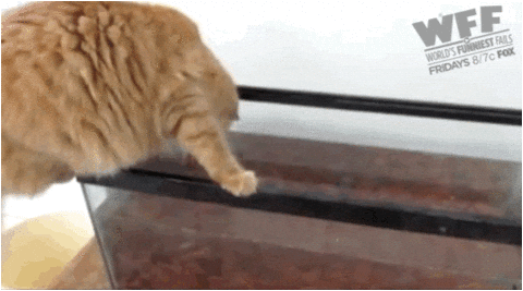 Funniest 2025 cat fails