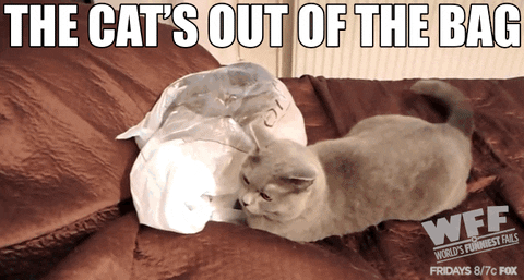 Image result for let the cat out of the bag gif