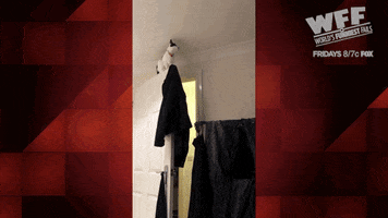 cat fails GIF by World’s Funniest