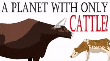 Cows GIF