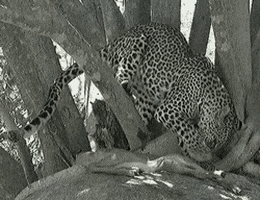 leopard GIF by Maudit