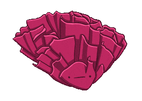 Coral Sticker