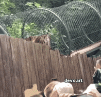 Zoological Park Tiger GIF by DevX Art