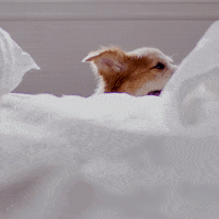 Good Morning Hello GIF by Hill's Pet Nutrition