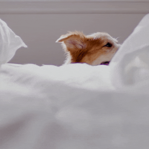 Video gif. A happy dog pants and cocks his head to the side as he peers over the edge of a bed. Text, "Oh, hello."