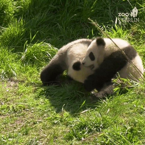 Panda Tumbling GIF by Zoo Berlin