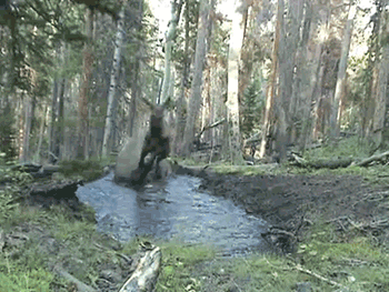 Forest Splashing GIF - Find & Share on GIPHY