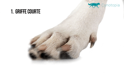 pousse griffes chien
