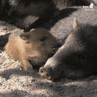Tired Gute Nacht GIF by Zoo Berlin