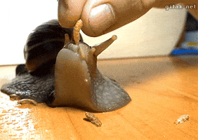 carfuffle  GIF