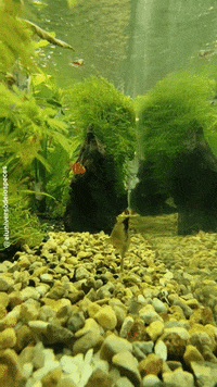 Fishkeeping GIFs - Find & Share on GIPHY