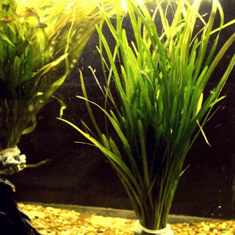 Pet Plant GIF by AquariumMe