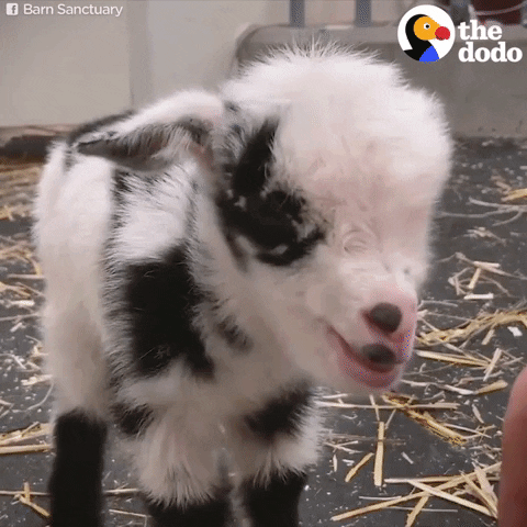 baby goat GIF by The Dodo