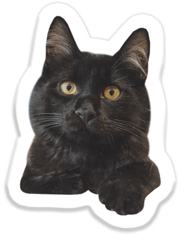 cat kitty Sticker by Pets Add Life