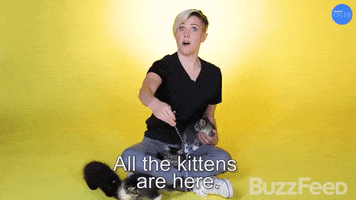 Hannah Hart Cat GIF by BuzzFeed