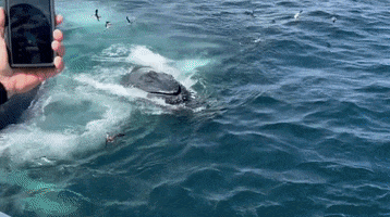 Humpback Whales Ocean GIF by Storyful