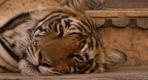 Big Cats Tiger GIF by Head Like an Orange - Find & Share on GIPHY