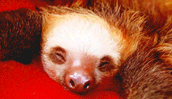 sloth sleeping GIF
