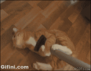  cat cleaning sweeping GIF