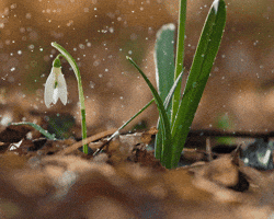 Flower GIF