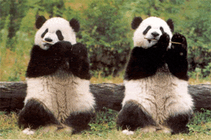 Panda Panda Panda Gifs Get The Best Gif On Giphy