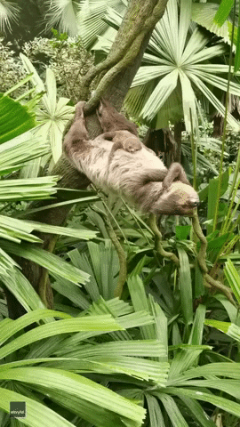 Sloth Sleeping GIF by Storyful