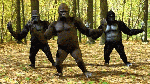 Dancing-animal GIFs - Get the best GIF on GIPHY