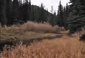 곰 GIF