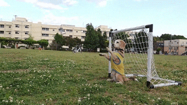 Goal Puppy GIF - Find & Share on GIPHY