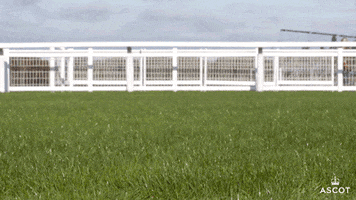 Sausage Dog Running GIF by Ascot Racecourse