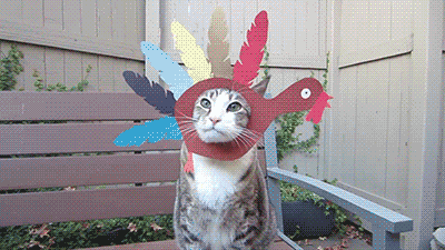 thanksgiving turkey day GIF