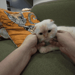 Catsquish GIF