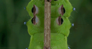 caterpillar satisfying GIF