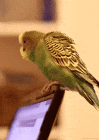 bird budgie GIF by Head Like an Orange